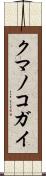 クマノコガイ Scroll