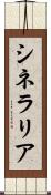 シネラリア Scroll