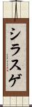 シラスゲ Scroll