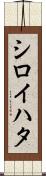 シロイハタ Scroll
