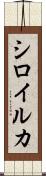 シロイルカ Scroll