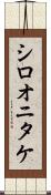 シロオニタケ Scroll