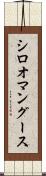シロオマングース Scroll