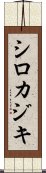 シロカジキ Scroll