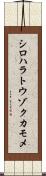 シロハラトウゾクカモメ Scroll
