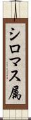 シロマス属 Scroll