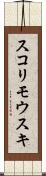スコリモウスキ Scroll
