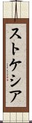 ストケシア Scroll