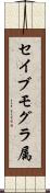 セイブモグラ属 Scroll