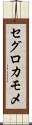 セグロカモメ Scroll