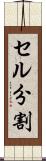セル分割 Scroll