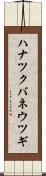 ハナツクバネウツギ Scroll