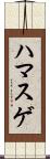 ハマスゲ Scroll