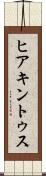 ヒアキントゥス Scroll