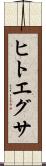 ヒトエグサ Scroll