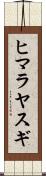 ヒマラヤスギ Scroll