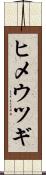 ヒメウツギ Scroll
