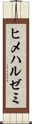 ヒメハルゼミ Scroll