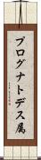 プログナトデス属 Scroll