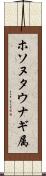 ホソヌタウナギ属 Scroll