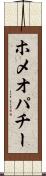 ホメオパチー Scroll