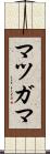 マツガマ Scroll
