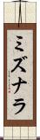 ミズナラ Scroll