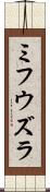 ミフウズラ Scroll