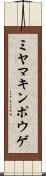 ミヤマキンポウゲ Scroll