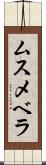 ムスメベラ Scroll