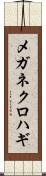 メガネクロハギ Scroll