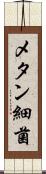 メタン細菌 Scroll