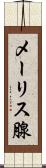 メーリス腺 Scroll