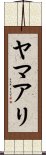 ヤマアリ Scroll