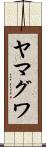 ヤマグワ Scroll