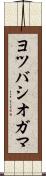 ヨツバシオガマ Scroll