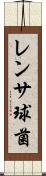 レンサ球菌 Scroll