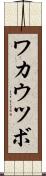 ワカウツボ Scroll
