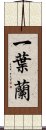 一葉蘭 Scroll