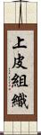 上皮組織 Scroll