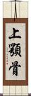 上顎骨 Scroll