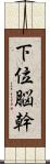 下位脳幹 Scroll