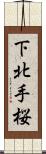下北手桜 Scroll