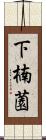 下楠薗 Scroll