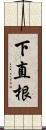 下直根 Scroll