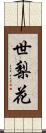 世梨花 Scroll