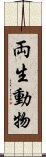 両生動物 Scroll
