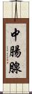 中腸腺 Scroll