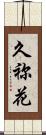 久祢花 Scroll