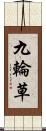 九輪草 Scroll